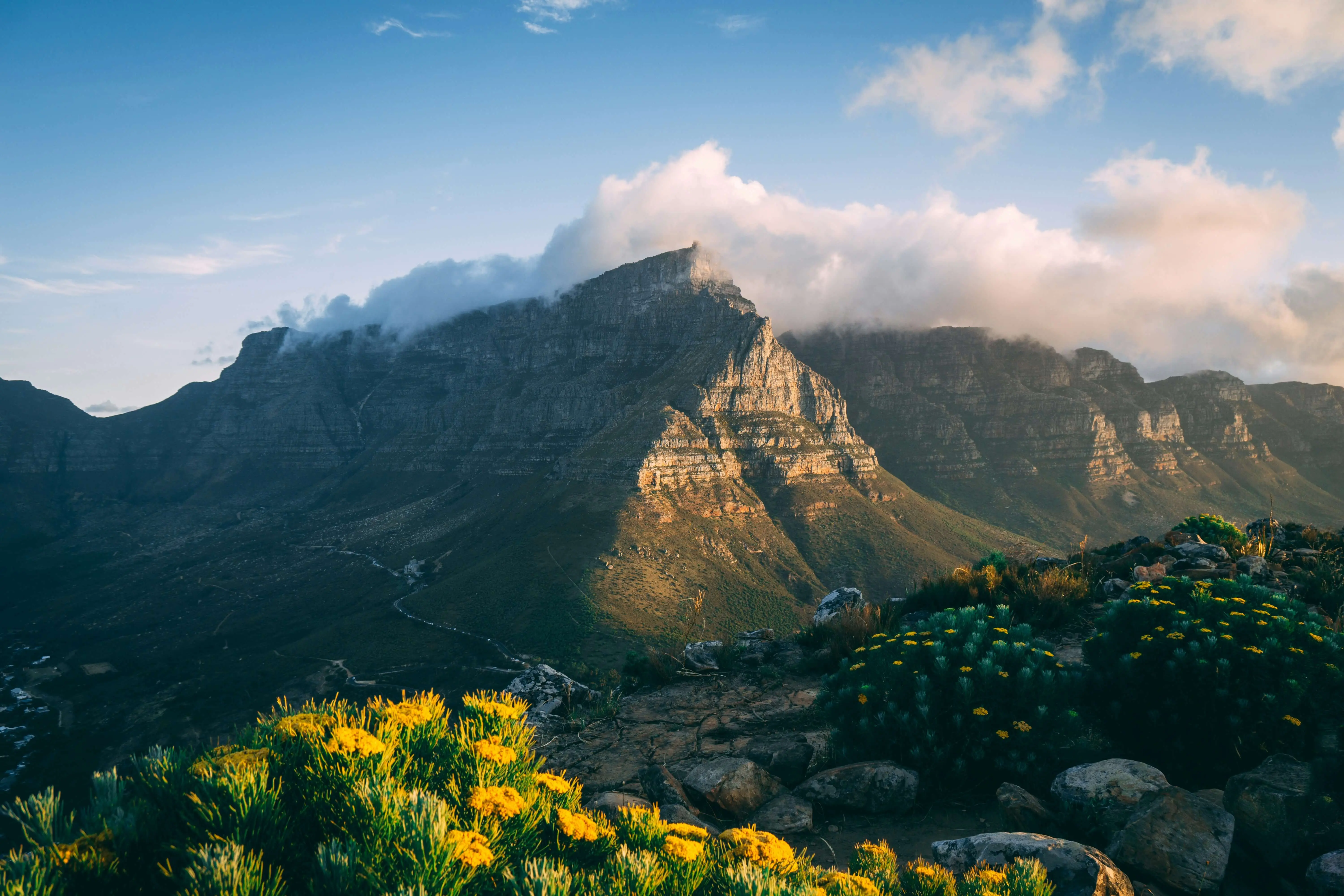 Table Mountain Cape Town with golden wildflowers